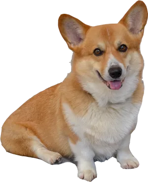 Smiling Corgi Portrait