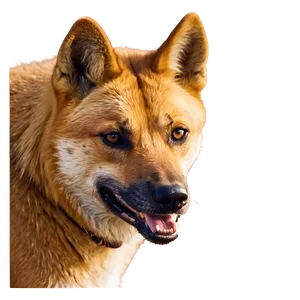 Smiling Dingo Image Png Bii PNG image