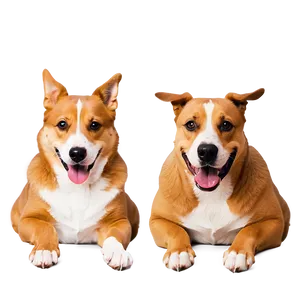 Smiling Dogs PNG Enh