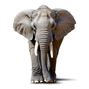 Smiling Elephant Cartoon Png Oif PNG image