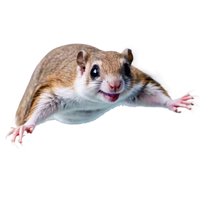 Smiling Flying Squirrel Png Nda69 PNG image