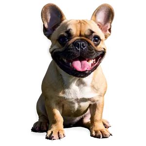 Smiling French Bulldog PNG 06202024