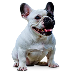 Smiling French Bulldog PNG Pxw7 PNG