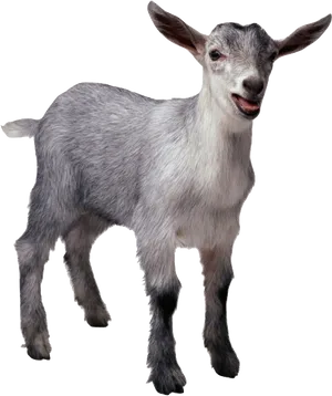 Smiling Goat Isolatedon Black PNG image