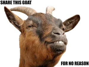 Smiling Goat Meme PNG image