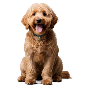 Smiling Goldendoodle Png 06262024 PNG image