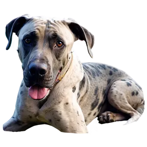 Smiling Great Dane Png 06212024 PNG image