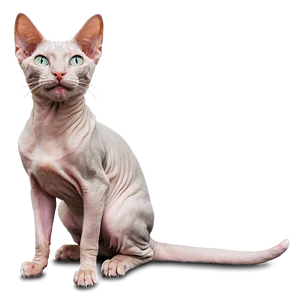 Smiling Hairless Cat PNG Lhs56 PNG