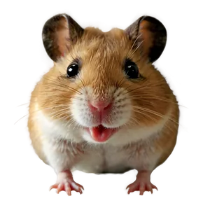 Smiling Hamster Png Jpa PNG image