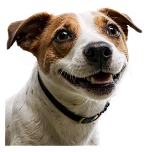 Smiling Jack Russell Png 39 PNG image