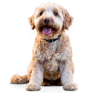 Smiling Labradoodle Dog PNG 06262024