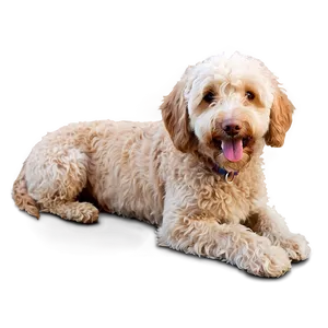 Smiling Labradoodle Dog PNG Dmo94 PNG