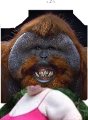 Smiling Orangutan Portrait PNG image