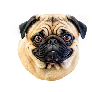 Smiling Pug Face Png 69 PNG image