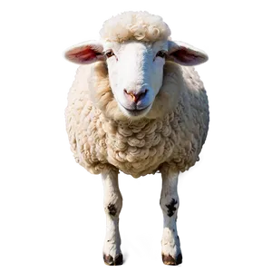 Smiling Sheep PNG 91
