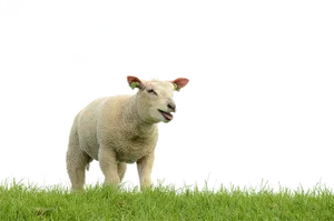 Smiling Sheepon Grass PNG image