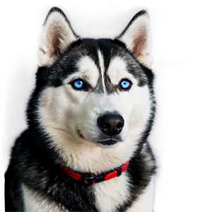 Smiling Siberian Husky PNG 34 PNG