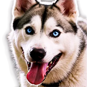 Smiling Siberian Husky PNG Nvv