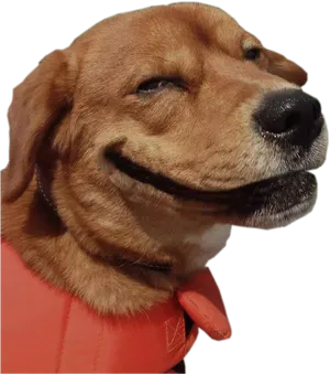 Smirking Dog Wearing Orange Vest.jpg PNG image