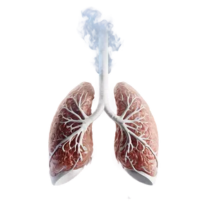 Smoker's Lungs Image Png Hjd83 PNG image