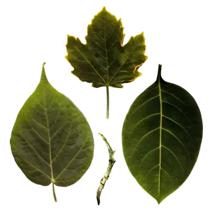 Smokey Leaves PNG 05042024