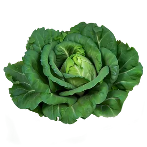 Smooth Lettuce Png 05242024 PNG image