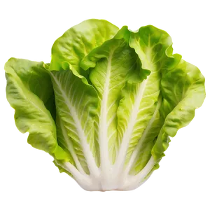 Smooth Lettuce Png 75 PNG image