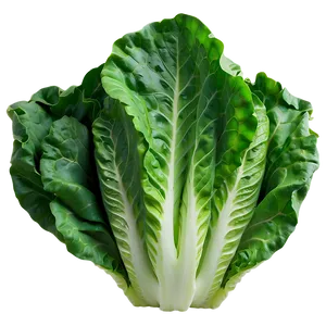 Smooth Lettuce Png Xld15 PNG image