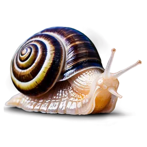 Snail Adventure Png Nuq PNG image