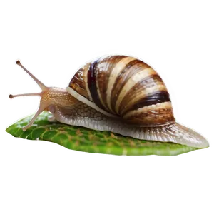 Snail And Ant Png Jlj PNG image