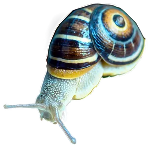 Snail And Ant Png Qvi PNG image
