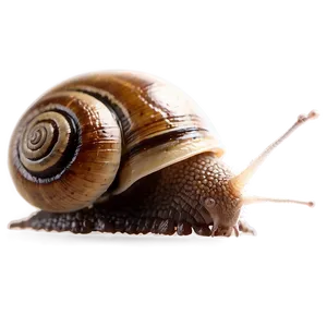 Snail And Ant Png Tih PNG image