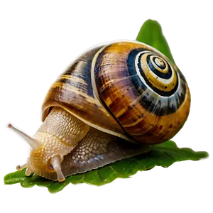 Snail And Butterfly Png Iqm60 PNG image