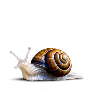 Snail At Night Png Lop PNG image