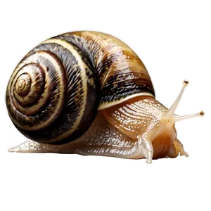 Snail Character PNG 05232024