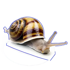 Snail Drawing PNG 05232024