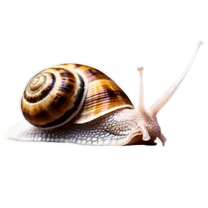 Snail Drawing PNG 82