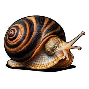 Snail Drawing PNG Uhy81