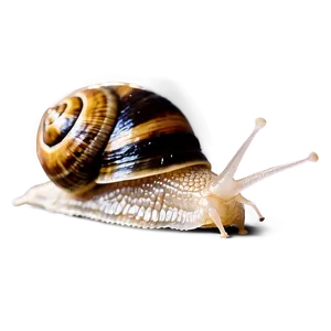 Snail Eating Png 05232024 PNG image