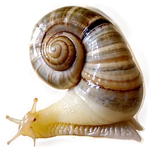 Snail Eating PNG Maj PNG