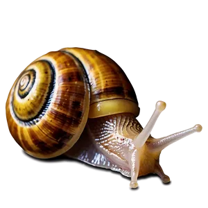 Snail In Garden Png 05232024 PNG image