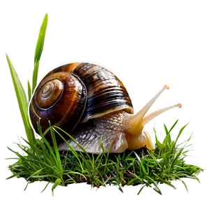 Snail In Grass Png 05232024 PNG image