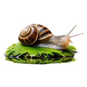 Snail In Pond Png Olr PNG image