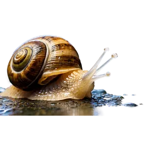 Snail In Rain PNG 05232024 PNG