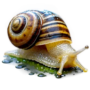 Snail In Rain PNG Dlx89 PNG