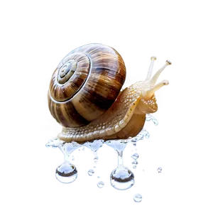 Snail In Rain PNG Fys91 PNG