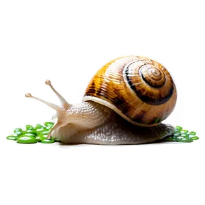 Snail In Rain PNG Ltn PNG