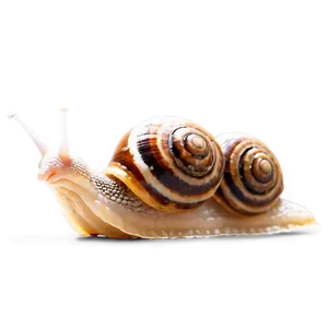 Snail Love Png 39 PNG image