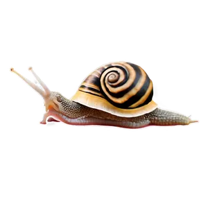 Snail Love Png 65 PNG image