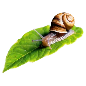 Snail On Leaf Png 05232024 PNG image